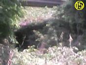 �g���l��15