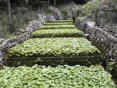 �����̑�t��