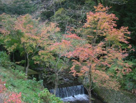 �����̑�